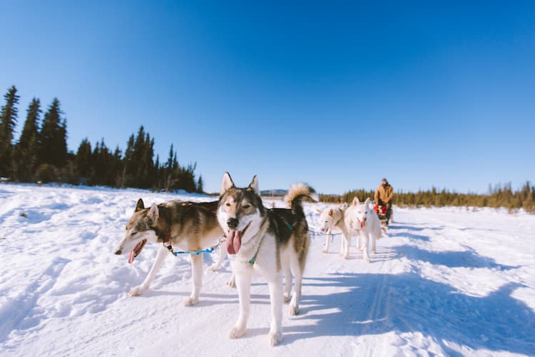 a group of dogs pulling a sled